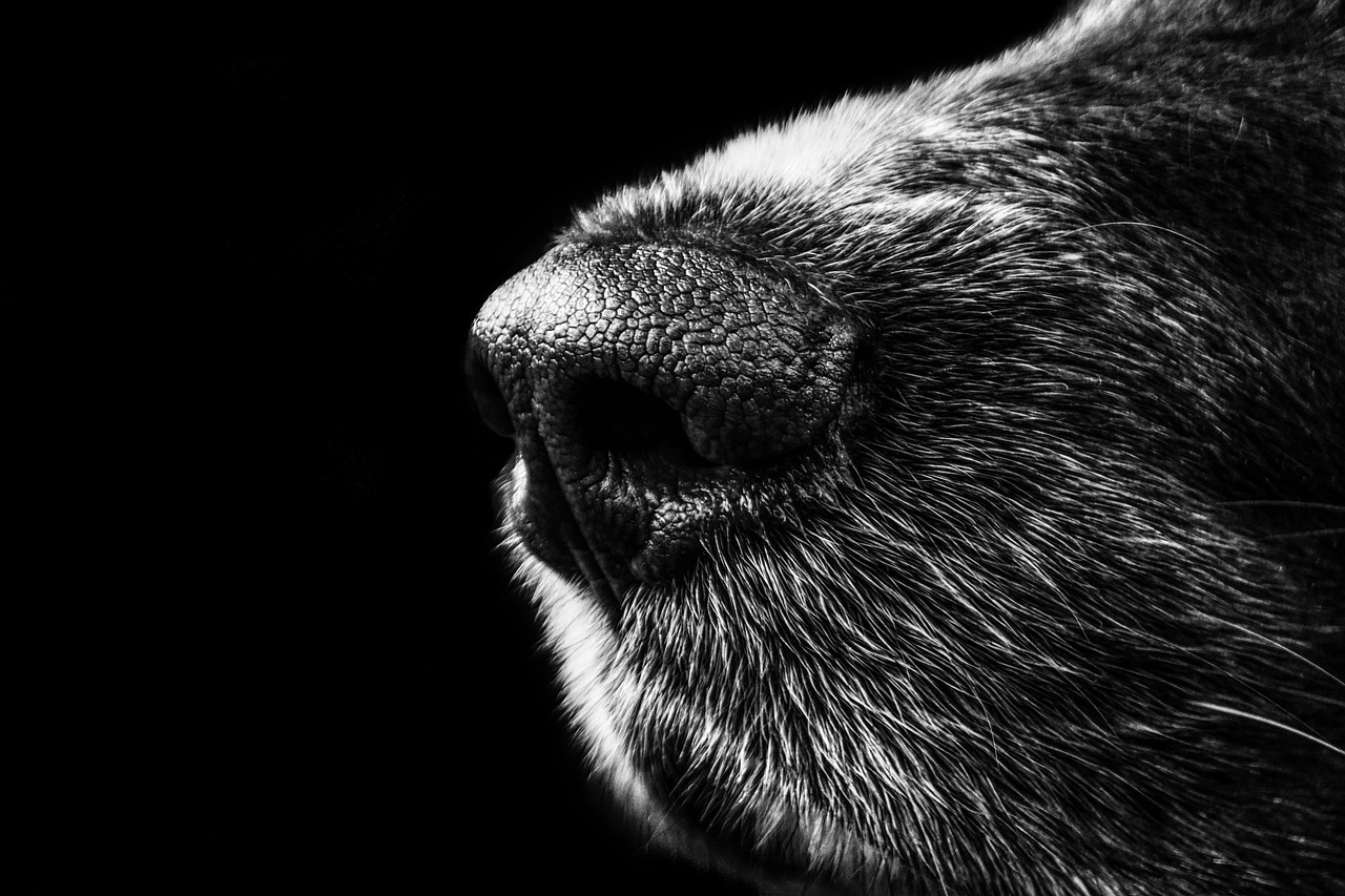 阿蘇で犬と泊まれる温泉宿のおすすめは？