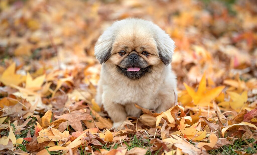 九州で犬と泊まれる温泉のおすすめはどこですか？