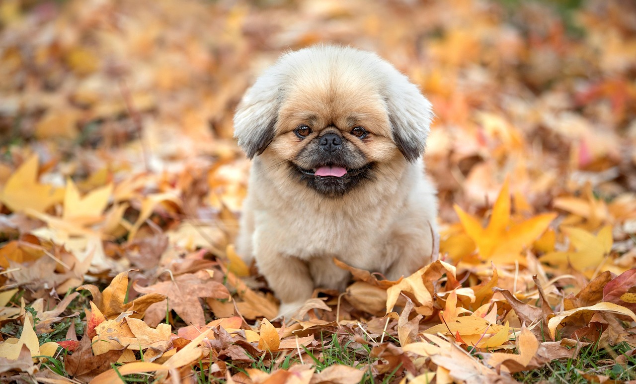 九州で犬と泊まれる温泉のおすすめはどこですか？