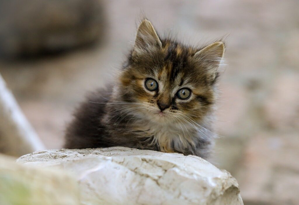 佐賀でペット同伴可の宿泊施設はどこにある？