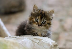 佐賀でペット同伴可の宿泊施設はどこにある？