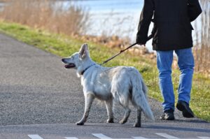 佐賀で犬連れの観光におすすめのスポットは？
