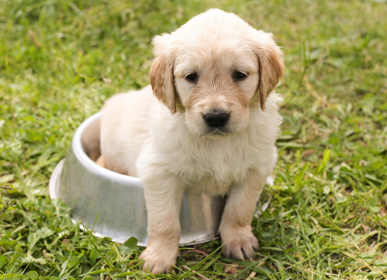 佐賀犬の魅力を知るための飼い方や特徴は？