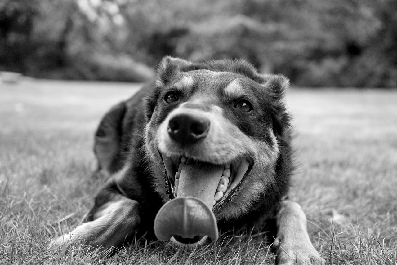 別府で犬と泊まれるホテルはどこがおすすめ？