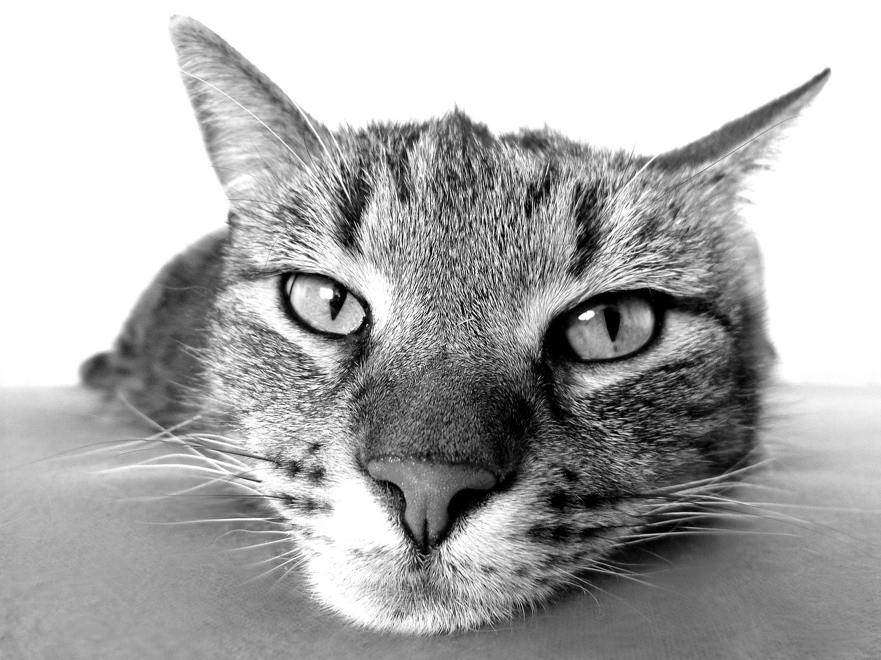 宮崎で猫と泊まれるペットと泊まれる温泉宿はどこ？