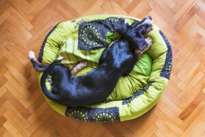 阿蘇で犬連れに最適な宿泊施設はどこ？