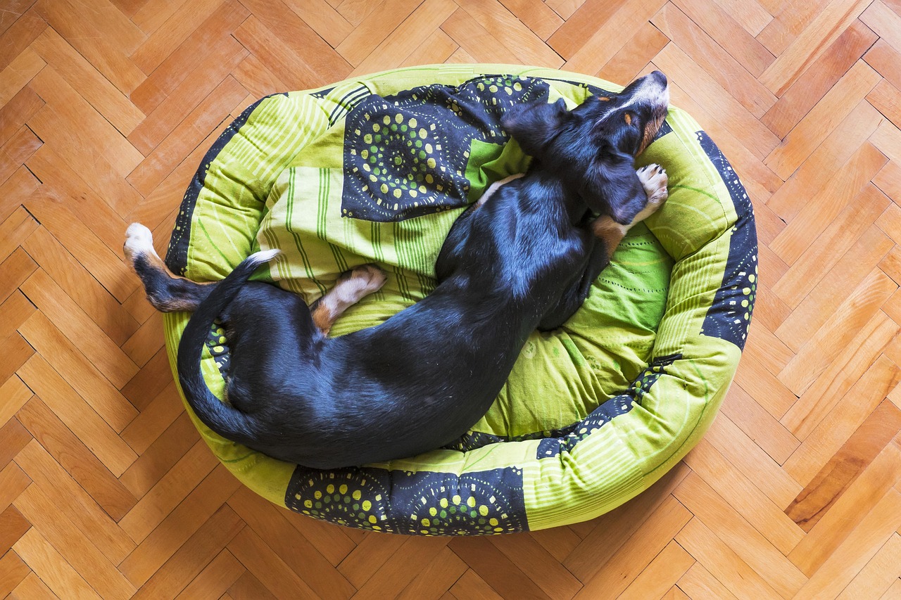 阿蘇で犬連れに最適な宿泊施設はどこ？