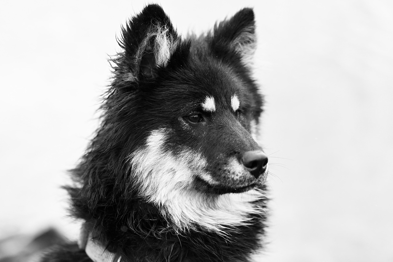 黒川温泉で犬と泊まれる宿はどこにある？