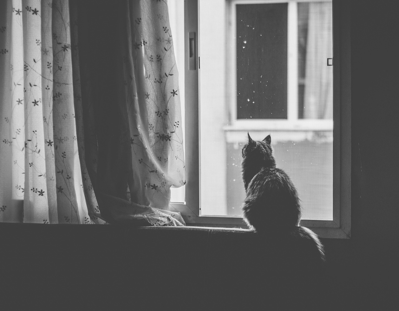 大分で多頭飼いも安心なペットと泊まれる温泉宿は？