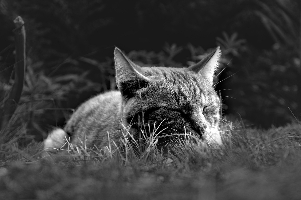大分で猫と泊まれるペットと泊まれる温泉宿はどこですか？
