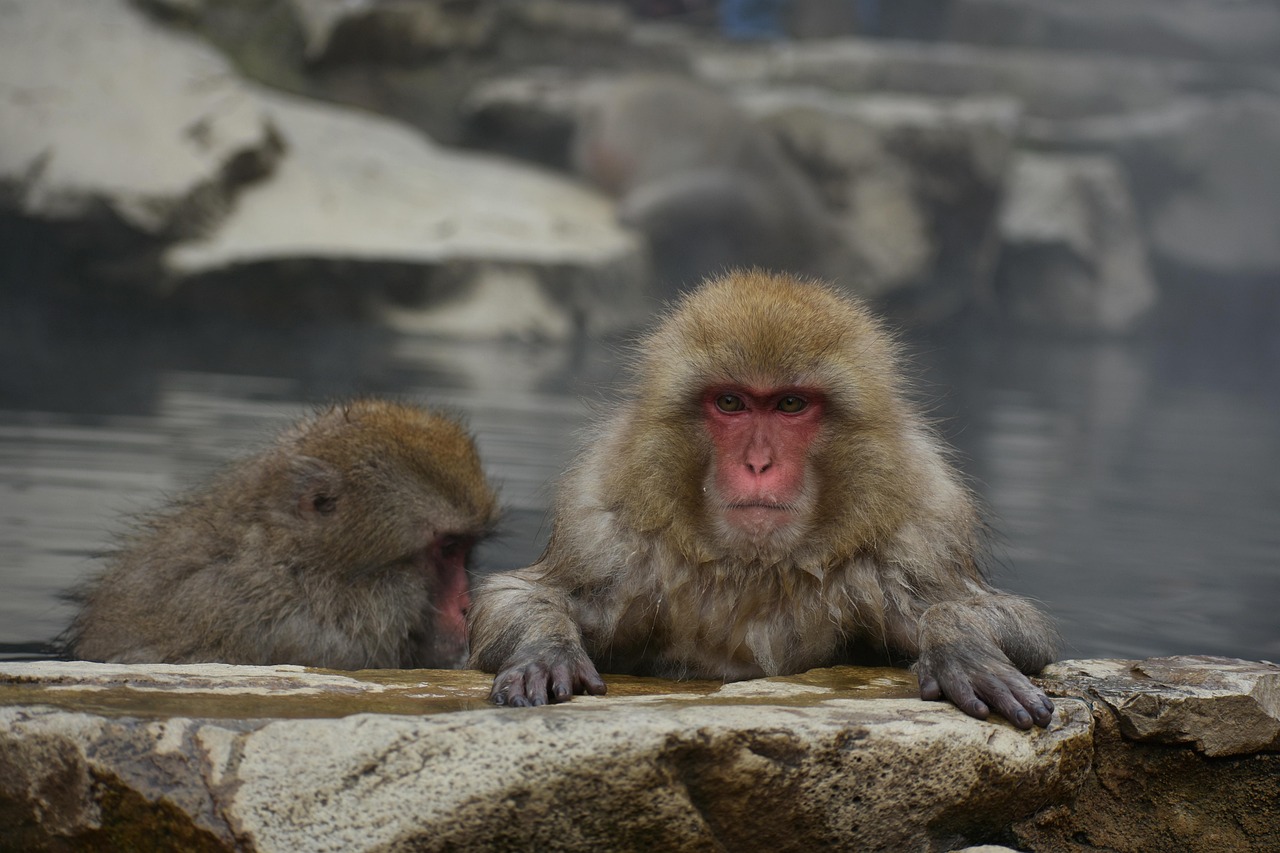 長崎のペットと泊まれる温泉宿で露天風呂付き客室のおすすめは？