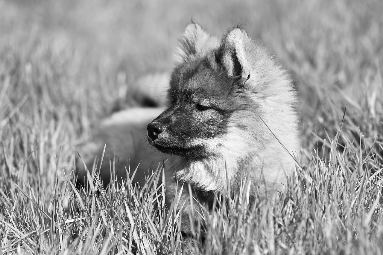犬と泊まれる九州の高級温泉宿はどこにある？