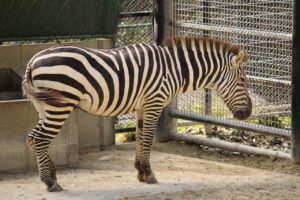 福岡でペット同伴の温泉旅館はどこがおすすめ？