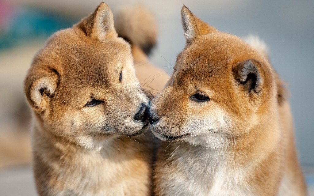 佐賀で犬同伴可能な温泉宿はどこにある？