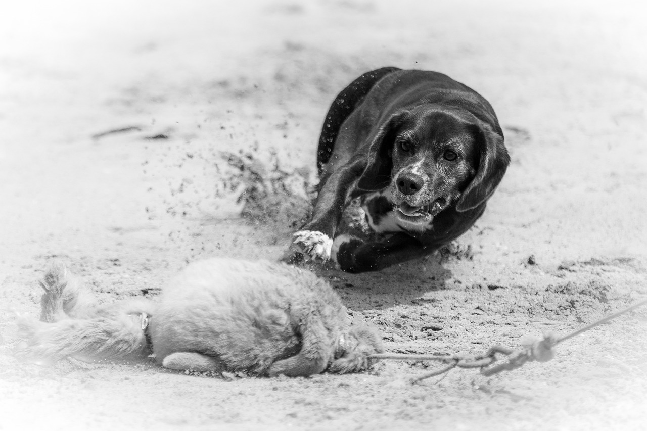 長崎で犬と泊まれるドッグラン付き温泉宿の魅力とは？