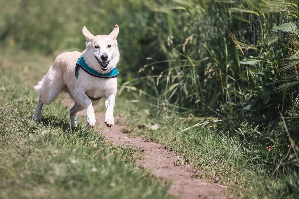 天草で大型犬と一緒に泊まれるOKな温泉宿はどこですか？