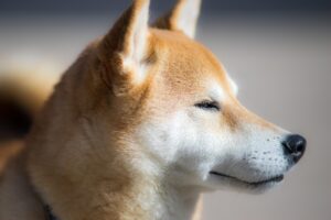 雲仙で犬と同伴できるおすすめの温泉旅館は？