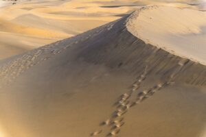 人吉温泉で犬同伴可能なおすすめの温泉旅館は？