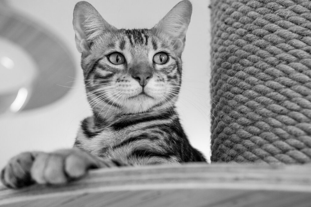 嬉野で猫と同伴できる温泉宿のおすすめは？