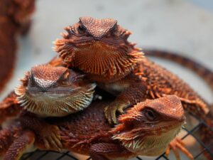 杖立温泉でペット可の露天風呂付き客室がある旅館はどこ？