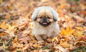 桜島で大型犬と一緒に泊まれるOKな温泉宿はどこ？