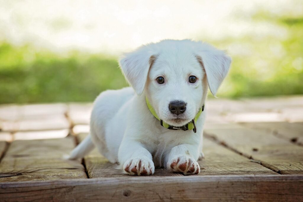 九州のペット可温泉宿で中型犬と一緒に楽しむポイントは？