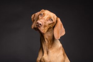 九州のペット可温泉宿で大型犬と一緒に楽しめる場所は？