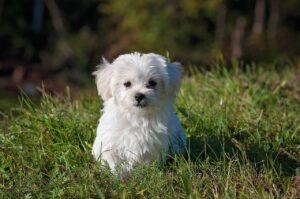 九州のペット可温泉宿で小型犬と一緒に楽しむポイントは？